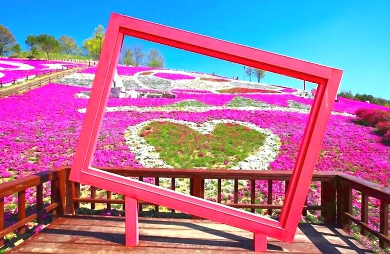 ▲ 생초국제조각공원 꽃잔디 축제 사진=산청군