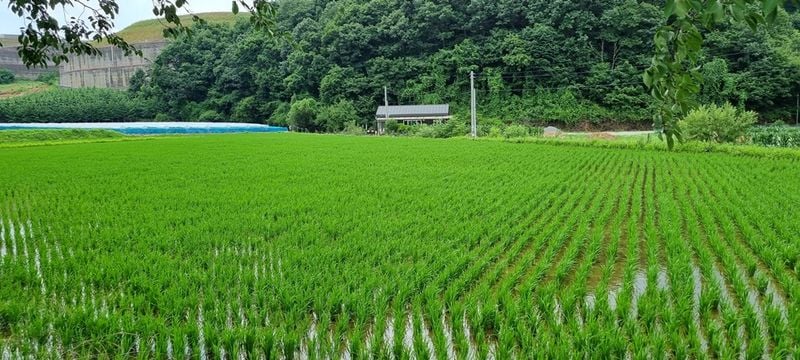 땅내 맡은 논배미 사진(출처-sjsori.com)