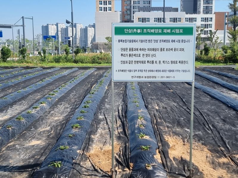 단삼 조직배양묘 시험 재배포