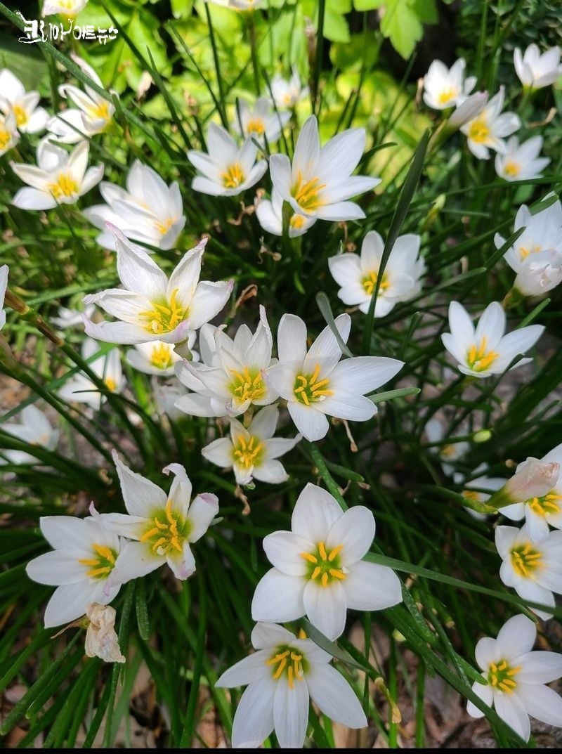 발인2 / 박정호사진:강영임기자