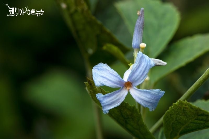 자주조희풀(남한산성)