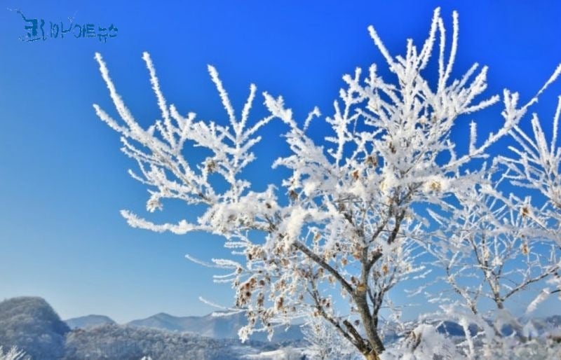 상고대 / 정진희 사진: 강영임기자