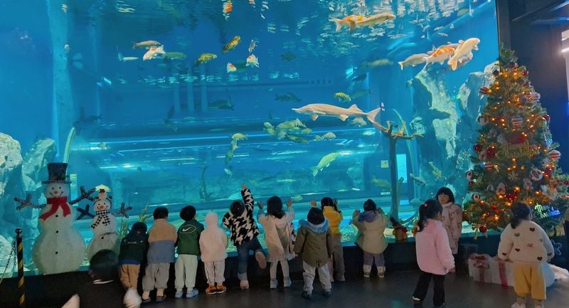 충북아쿠아리움에서 만나는 특별한 크리스마스