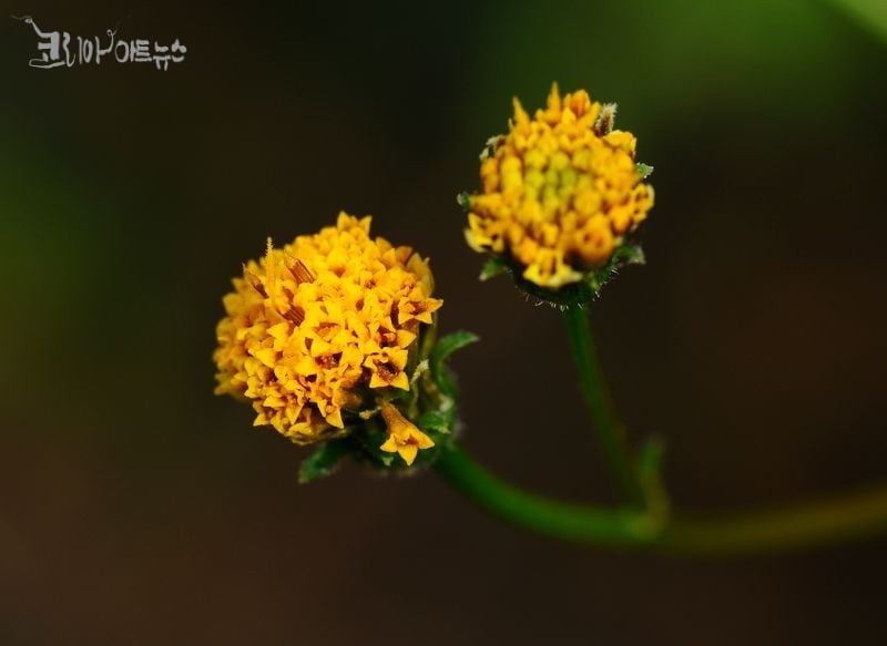 도깨비바늘(서귀포)