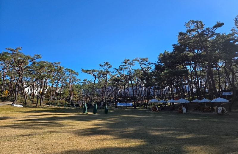 위험목 제거된 솔밭공원 사진