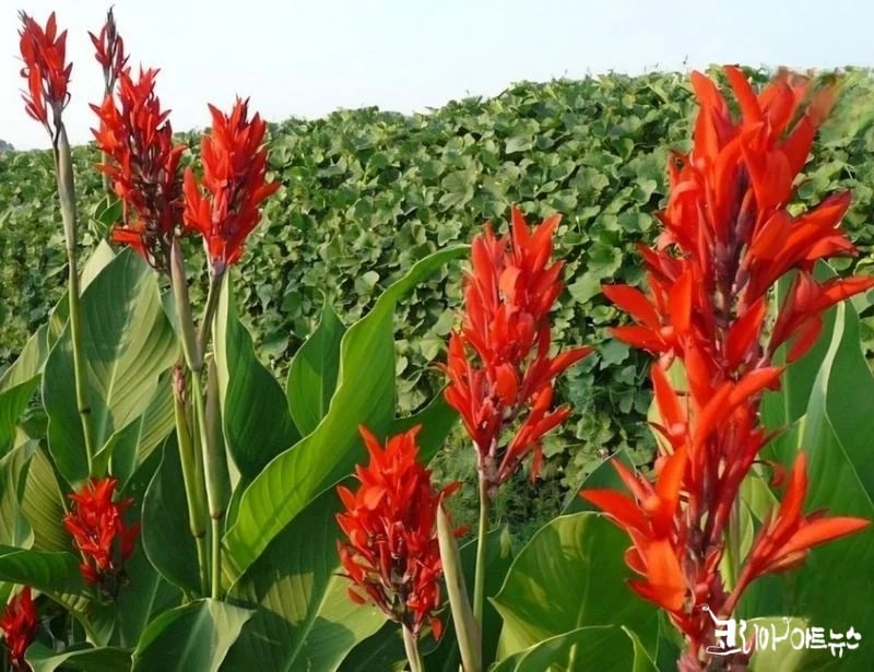 말복 / 변현상 사진: 강영임기자