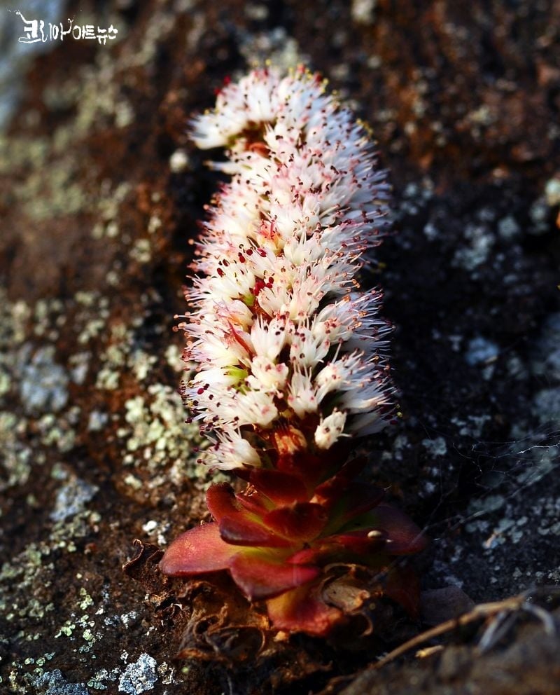 진주바위솔(진주)
