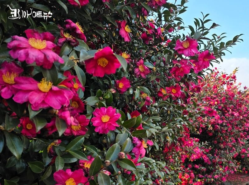 애기동백꽃(서귀포)