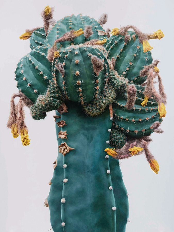 Cactus No.93  이광호, 2015년 259.1×193.9cm 