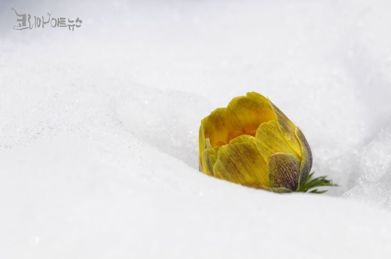 개복수초(진주)