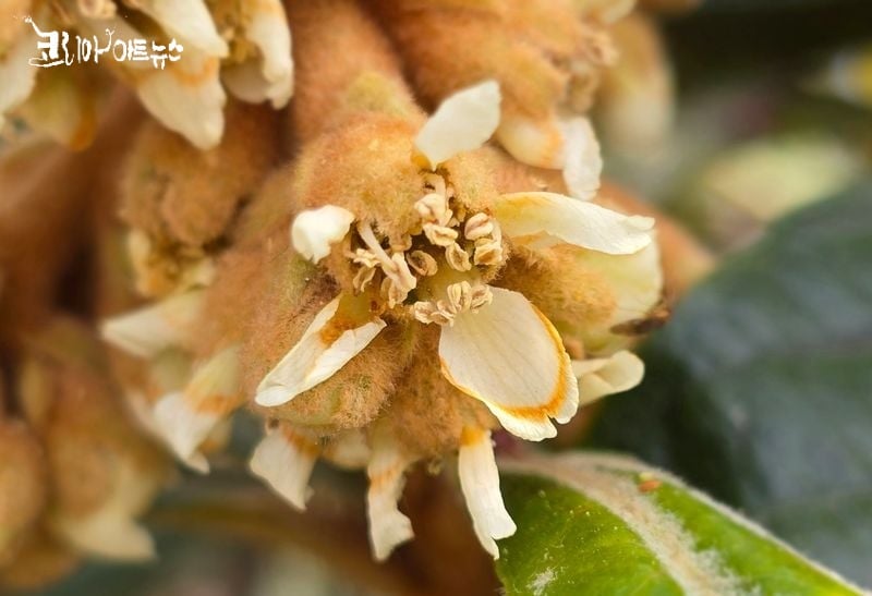 비파나무의 꽃(거제도)