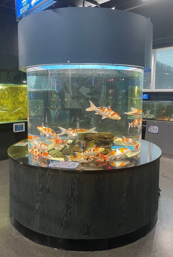 비단잉어 ‘대정삼색’ 특별 전시