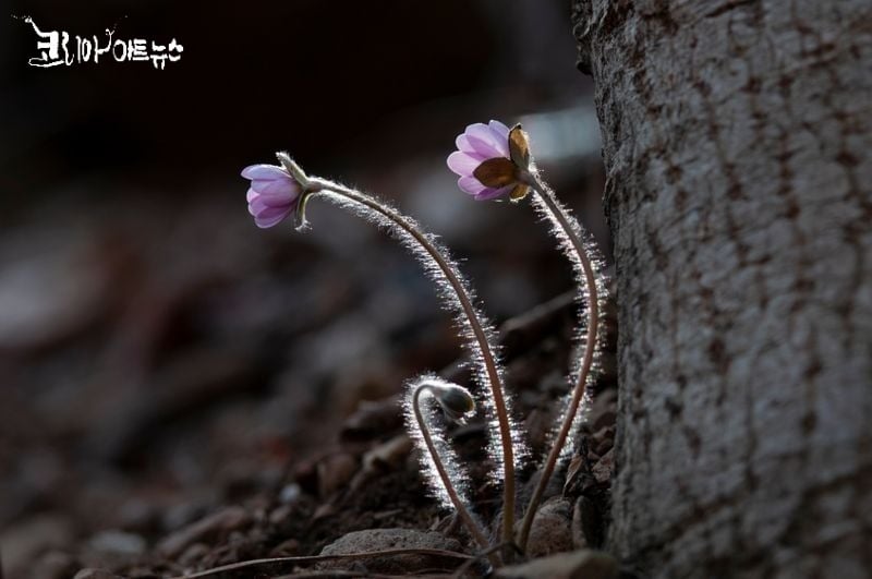 노루귀(경남 고성)