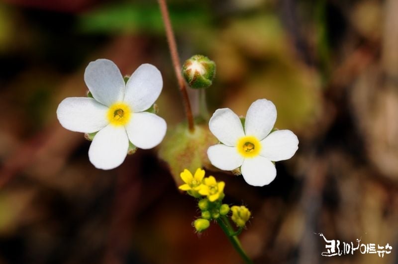양지바른 풀밭에 피어있는 봄맞이꽃