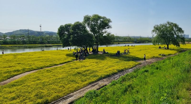 유채꽃밭