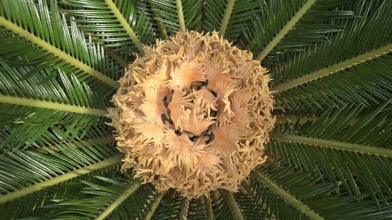 청주랜드 생태관에 ‘100년에 한 번 피는 꽃’ 소철꽃 만개