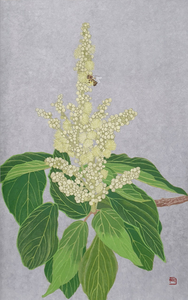 최은영_씨앗과 이파리-예덕나무_2025_한지에 분채_53.3×33.5cm