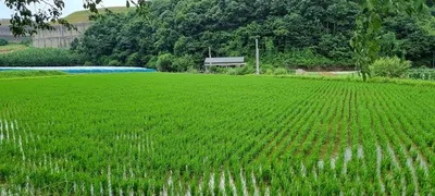 【김선호의 時부렁調부렁 18】 쌀쌀한 삼복