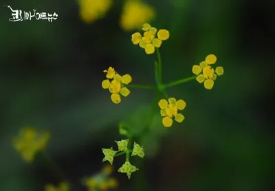 [박형호의 꽃사진 22] 높은 산의 여름 꽃 '개시호'