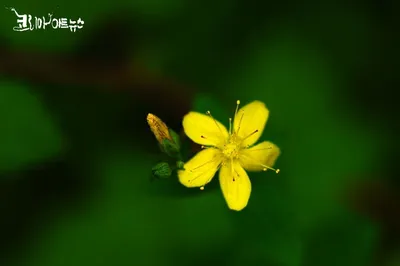 [박형호의 꽃사진 25]한여름 무더위와 맞서는 '고추나물'