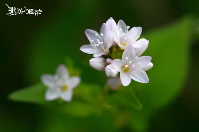 [박형호의 꽃사진 28] 가을의 귀여운 전령사 ‘고마리’