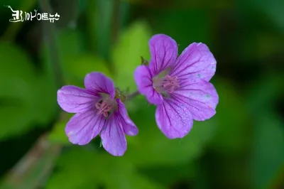 [박형호의 꽃사진 30] 가을의 서정 전령사 '이질풀'