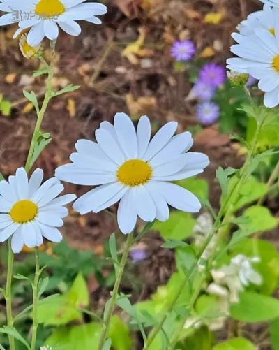 구절초의 계절, 가을이 온다