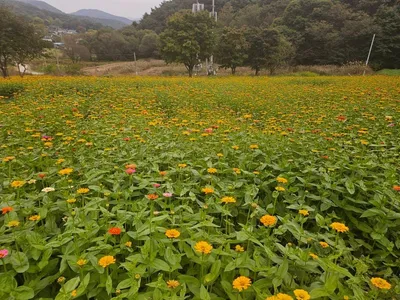 백일홍으로 물든 청주 상당산성, 꽃길 걸으러 오세요!