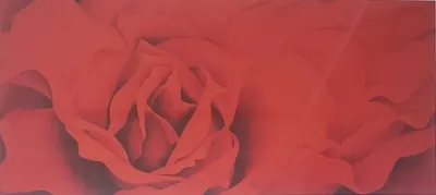 토마스의 그림이야기(21) - 붉은 장미(심명보)