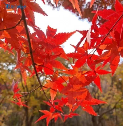 【강영임의 시조 읽기 39】 이광의 "행幸이란 이름의 손님"