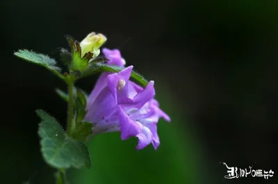 [박형호의 꽃사진 34] 혼자서는 살 수 없는 '나도 송이풀'