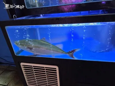 [Photo KAN] 대방어 맛보러 Go...겨울철 별미