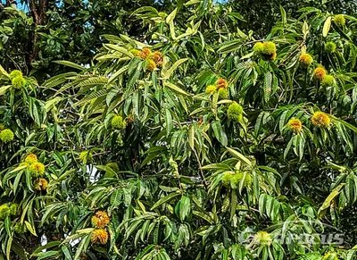 【김선호의 時부렁調부렁 33】 벼룩도 낯짝 있는데