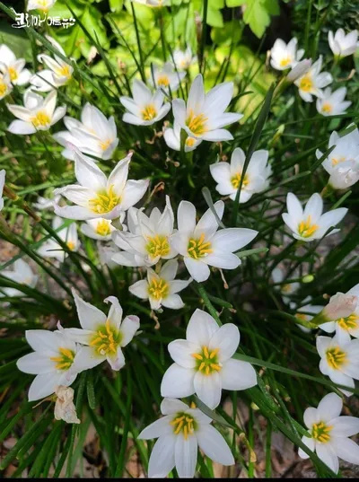 【강영임의 시조 읽기 40】 박정호의 "발인·2"