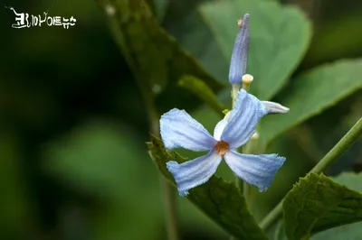 [박형호의 꽃사진 35] 차분한 한지의 질감 '자주조희풀'