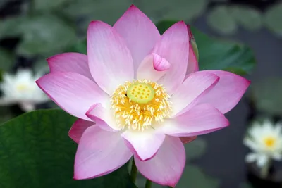 [김강호의 시조 아카데미 34] 김강호의 “아라홍련”