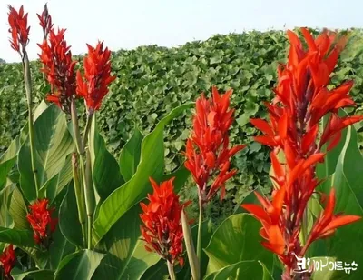 【강영임의 시조 읽기44】변현상의 "말복"