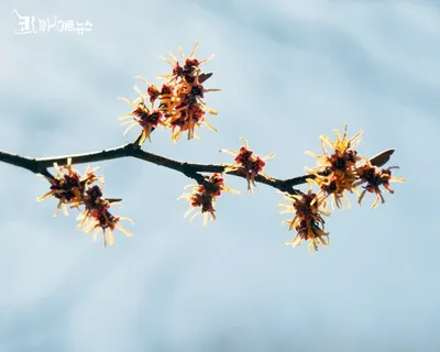 [박형호의 꽃사진 39] 한 해 풍년을 알리는 '풍년화'