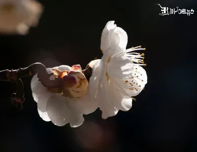 [박형호의 꽃사진 40] 엄동설한의 이른 꽃손님 '매화'