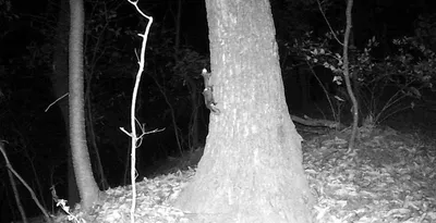 하늘다람쥐·담비 서식 확인...우암산 도시생태축 복원 성과 가시화