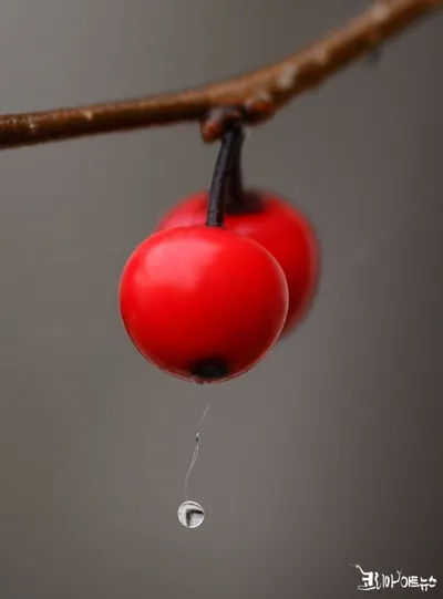 [박형호의 꽃사진 41] 겨울을 달구는 붉은 열매 '낙상홍'