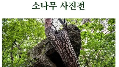 조명환 사진작가, 소나무와 한국 정신을 담은 사진전 개최