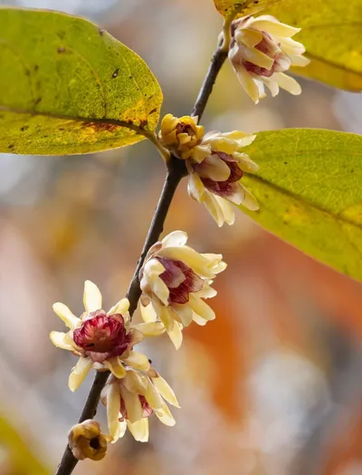 [박형호의 꽃사진 43] 한겨울의 고운 향기 '납매'