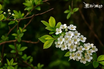 [김강호의 시조 아카데미 42] 김강호의 “조팝꽃”
