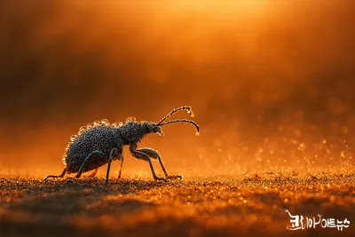 [이승하의 하루에 시 한 편을 349] 이춘원의 "나미브사막에 거저리가 산다"