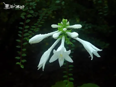 [이승하의 하루에 시 한 편을 351] 이복현의 "선물"외 1편