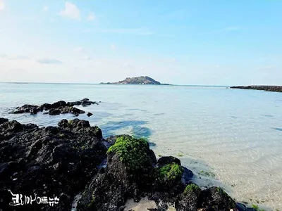 【강영임의 시조 읽기 54】 "섬은 왜 짤까"