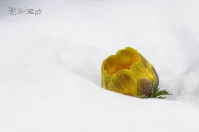 [박형호의 꽃사진 44] 복과 함께 찾아온 꽃 '복수초'