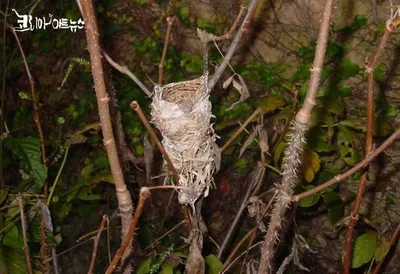 [홍영수의 세상보기] 불과일지(不過一枝), 나뭇가지 하나면 충분하지 않은가?