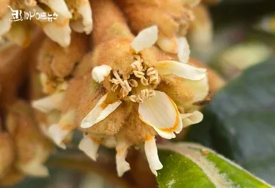 [박형호의 꽃사진 45] 황금열매를 만드는 '비파나무 꽃'